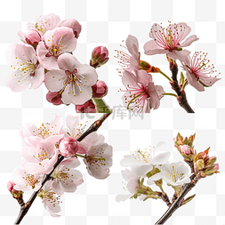 高清图片_高清免扣花卉摄影樱花桃花设计素