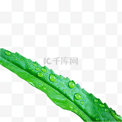 雨后小草图片_雨后叶子上的水珠春天草叶下雨的