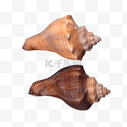 摄影图海洋外壳海螺