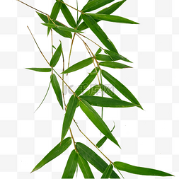 竹叶植物有机