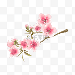 春天桃图片_粉色水彩桃花枝花卉