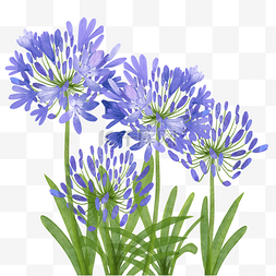 蓝色植物花卉图片_百子莲水彩花叶蓝色植物