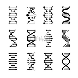 遗传分子图片_图标遗传结构编码在白色背景上分