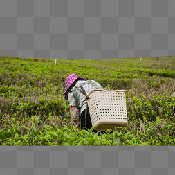 女工人在茶园里采茶