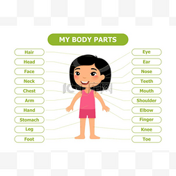我的身体部位--孩子们的解剖。动