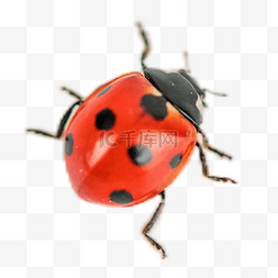 红色瓢虫瓢虫图片_红色七星瓢虫昆虫