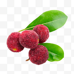 杨梅美味红色健康浆果