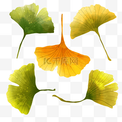 水彩黄色叶子图片_水彩银杏叶不同叶子组合