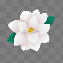 创意手绘花朵图片_创意手绘一只粉嫩白玉兰花