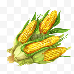 金色玉米图片_卡通金色玉米植物