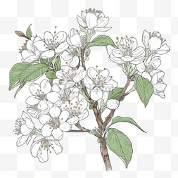 茉莉花手绘图片_手绘插画风免抠元素茉莉花