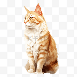 橘猫手绘图片_卡通手绘宠物猫橘猫