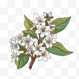 扁平插画手绘免抠元素白色樱花