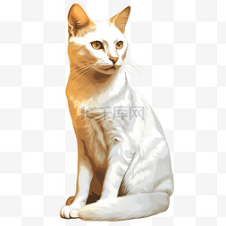 著名波拉波拉岛图片_家养宠物猫咪波米拉猫