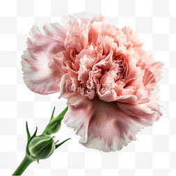康乃馨母亲节花朵粉色