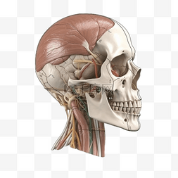 医疗医学人体器官组织头骨