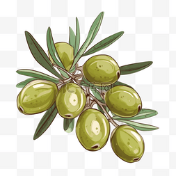 橄榄调和油图片_绿色橄榄手绘元素
