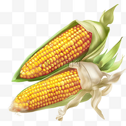 手绘蔬菜玉米图片_卡通手绘金色玉米植物