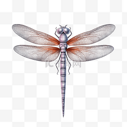 扁平卡通免抠图素材蜻蜓