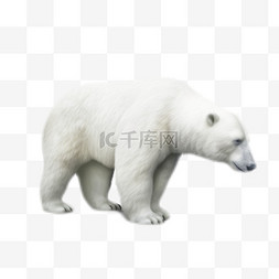 北极熊栖息地图片_卡通手绘野生动物北极熊