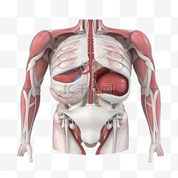 医疗人体组织器官图片_医学医疗人体器官内脏组织