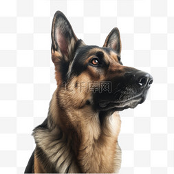 警犬图片_卡通手绘犬类动物狗