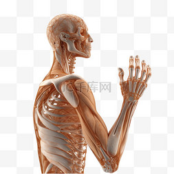 肌肉人体图片_医学医疗人体组织肌肉骨骼