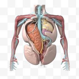 医学医疗人体器官内脏组织