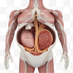 医疗人体组织器官图片_医学医疗人体器官内脏组织