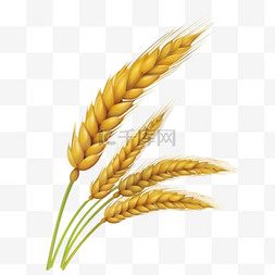 麦子图片_卡通手绘金色麦穗麦子