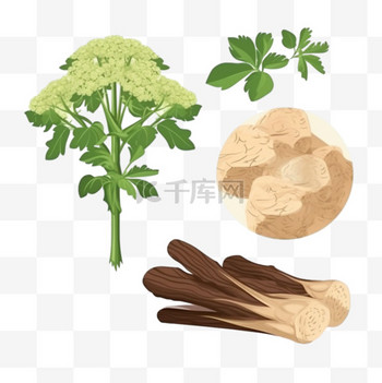 卡通手绘中药材当归