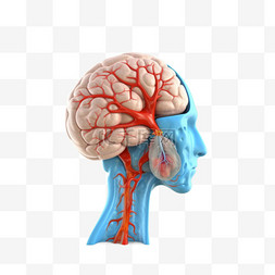 人体器官组织图片_医学医疗人体器官组织脑垂体
