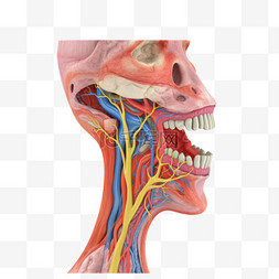 医疗人体组织器官图片_医学医疗人体器官组织口腔