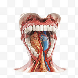 医学医疗人体器官组织口腔
