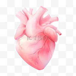 心脏手绘人体器官医疗