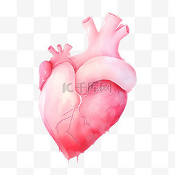 手绘心脏器官图片_心脏手绘人体器官医疗