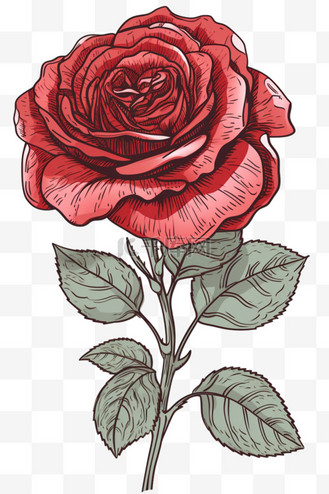 手绘古典红色紫色玫瑰花插画