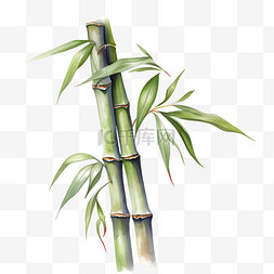 水彩风格两根竹子剪贴画