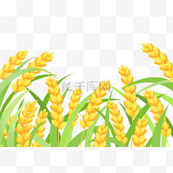 夏季芒种图片_芒种小麦麦子
