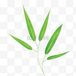 竹子绿色竹叶