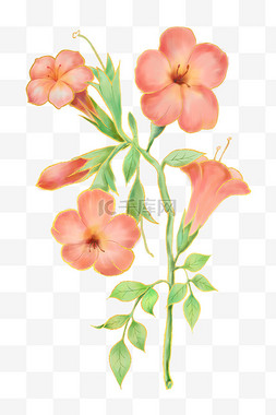 花朵纹样图片_中国风纹样粉色花朵水彩花朵喇叭