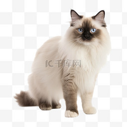 网站高清龙图片_免扣高清宠物摄影布偶猫