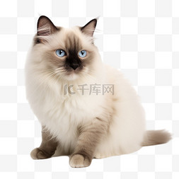布偶猫猫图片_免扣高清宠物摄影布偶猫