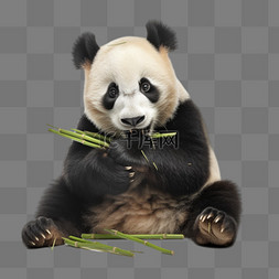熊猫吃竹子图片_卡通扁平可爱熊猫吃竹子