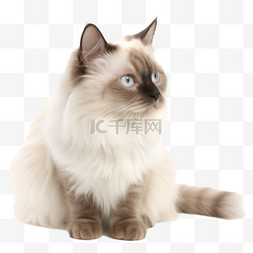 布偶猫猫图片_免扣高清宠物摄影布偶猫