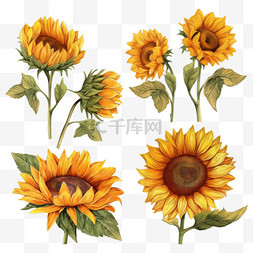 手绘花卉水彩图片_向日葵插图手绘风格