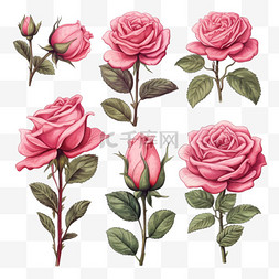 手绘玫瑰花叶图片_手绘粉色玫瑰系列