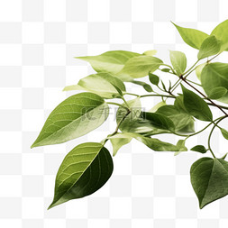 植物叶片装饰图片_绿色自然植物叶子