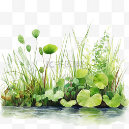 绿色夏季荷花水生植物