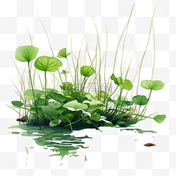 绿色水生植物图片_绿色夏季荷花水生植物